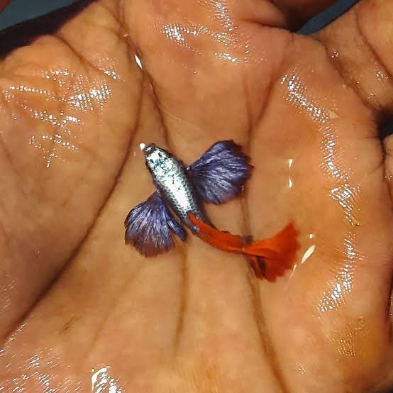 Platinum Dumbo Ear Guppy ( per pair ) - Alternate View